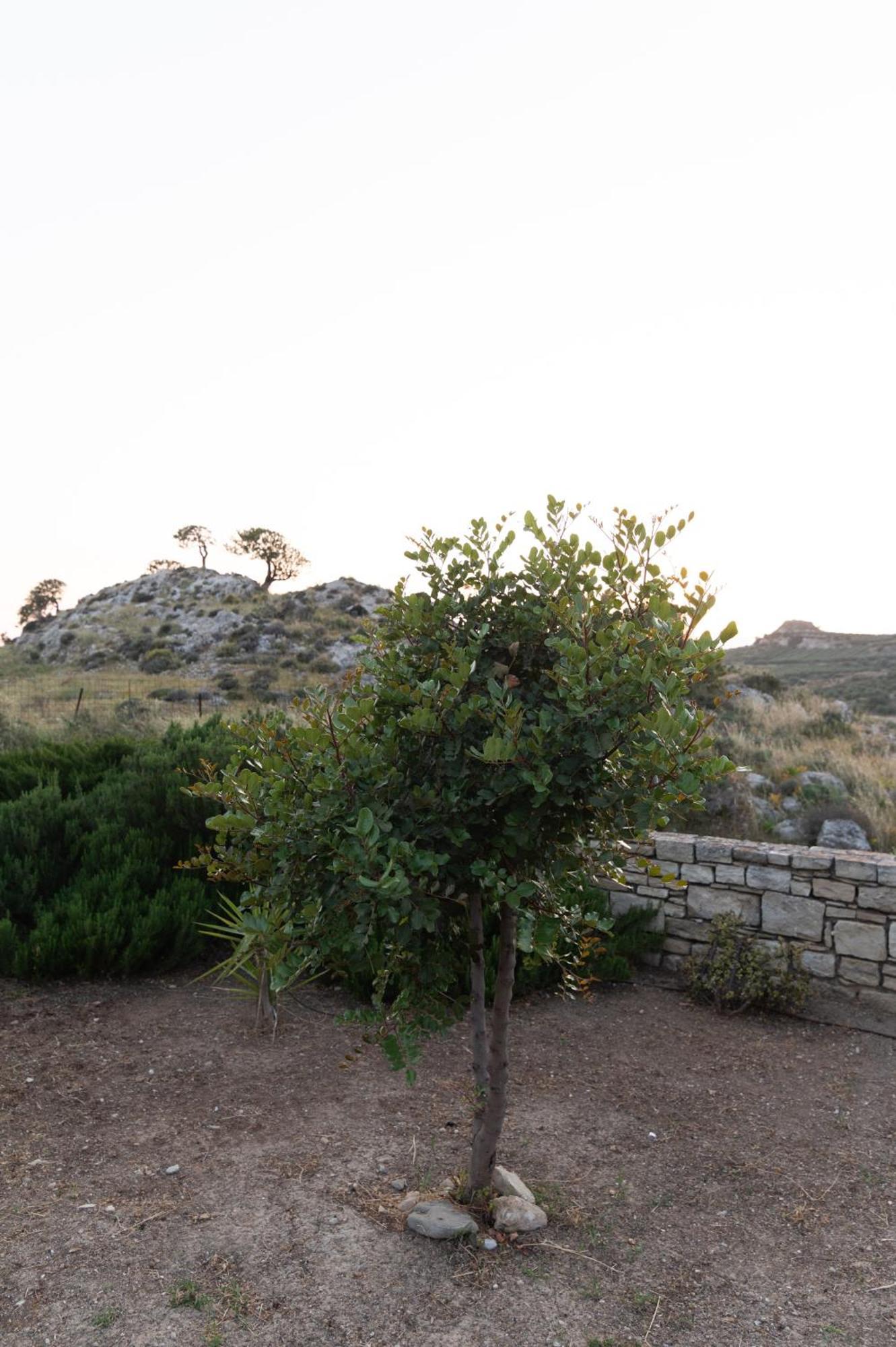 Carob Villa Μοίρες Εξωτερικό φωτογραφία